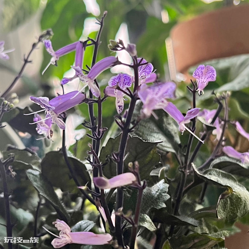 卧室适合摆放什么植物(家里卧室养这5种花卉有利于睡眠)-图片7
